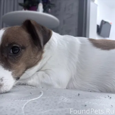 В районе Бредова, д. 11 убежал...