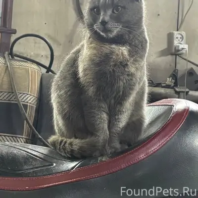 Пропала кошка по кличке (Мышь)...