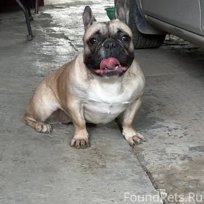 Была найдена собака на перекре...