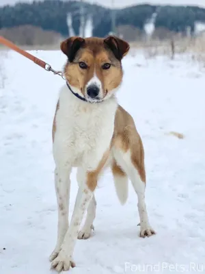 Здравствуйте, сегодня вечером ...