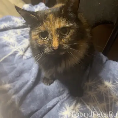 Пропала кошка Откликается на к...