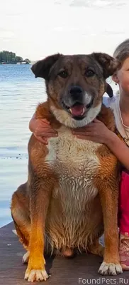 Пропала собака, кастрированный...