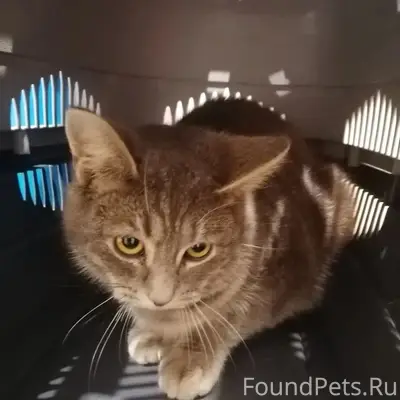 НАЙДЕН КОТ! На Нагорной у перв...