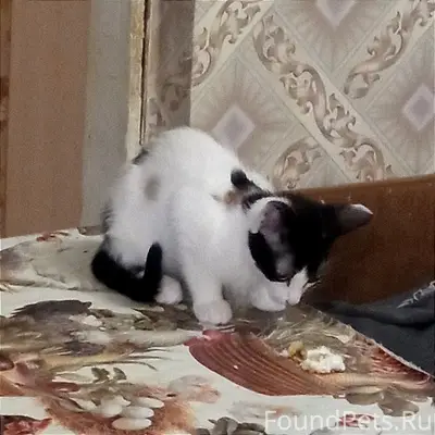 Пропал кот во 2 мкр, предполож...