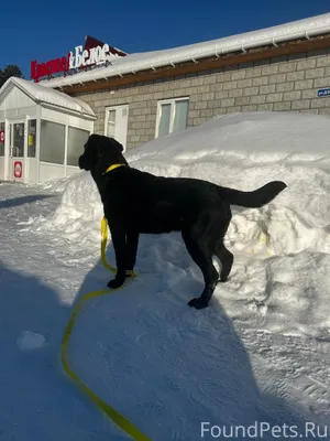 Пропал пес!Ушел три дня назад....