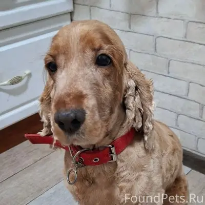 ‼️ПОТЕРЯЛАСЬ СОБАКА ‼️ Английс...