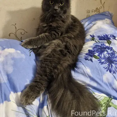 Пропал кот,выпал из окна 1...