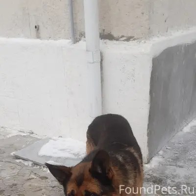 Найдена собака.Волгоград красн...