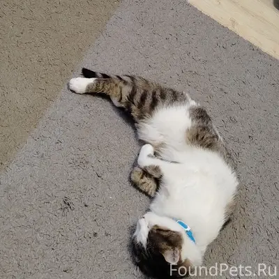 Пропал кот 12 февраля в ст...