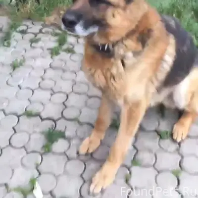 Потерялась собака (овчарка) в ...