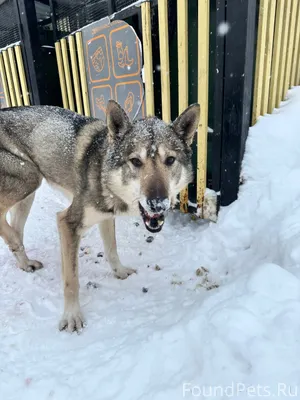 СРОЧНО!!! ЧЬЯ СОБАКА ЛАПА ТРАВ...