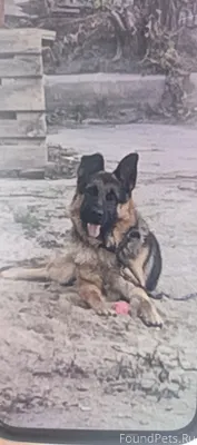 Пропала собака немецкая овчарк...