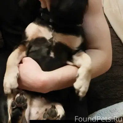 У меня пропала собака. Прошу п...