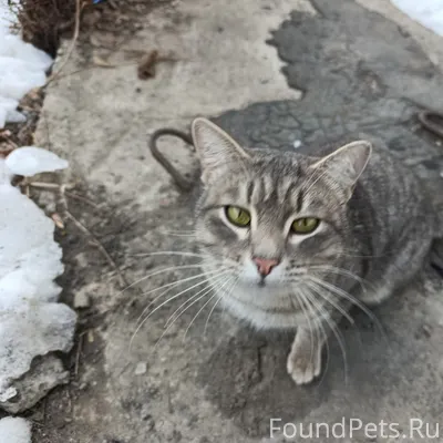 На тобольской 25 найдена кошка...
