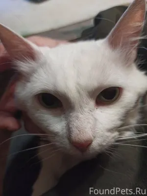 ⚠️ Пропал(а) кошка 📍 Москва...