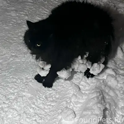 🆘🆘🆘🆘🆘🆘🆘 Чей котик ⁉️ Вчера веч...