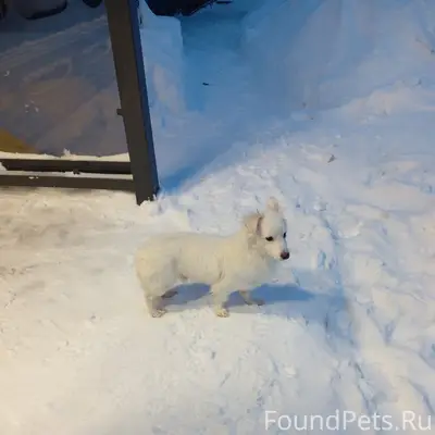 ХОЗЯЕВА, НАЙДИТЕСЬ!!❗❗ Сегодня...