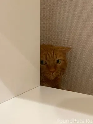 🐈 Марсик Очень тихий, спокойны...