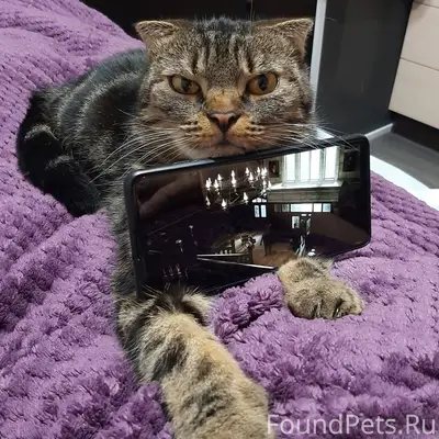 Пропал кот. Кот домашний, на у...