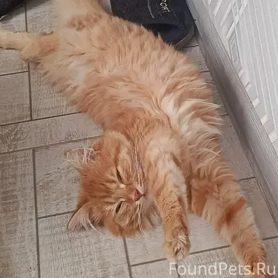 Пропал котёнок в районе татар ...