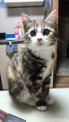 Пропал котёнок, 6 месяцев, дев...
