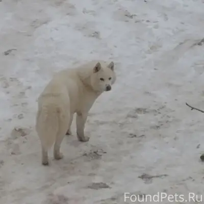 ВНИМАНИЕ! ЧЬЯ ПОТЕРЯШКА!!! Нап...
