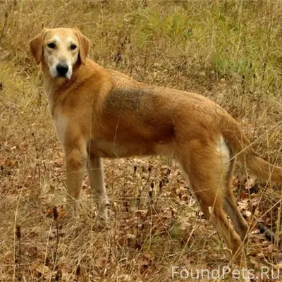 Убежали на охоте 2 собаки русс...