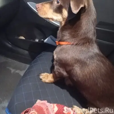 Найдена собака с оранжевым оше...