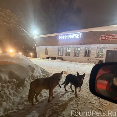 Трое собак с ошейниками бегали...