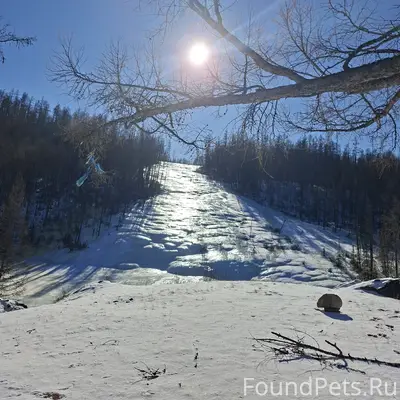 Пропала собака! Поможем найти ...