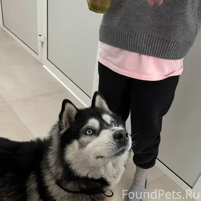 Кто потерял собаку? Находиться...