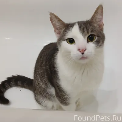 Очаровательный котик ищет новы...