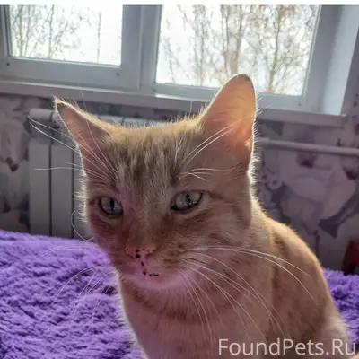 Пропал кот в районе дома 16...