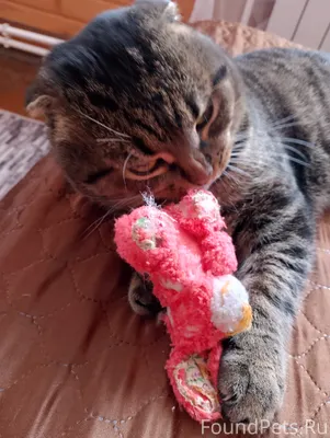 У нас пропал кот. Район Дивеев...