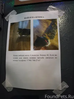 Найдена кошка!