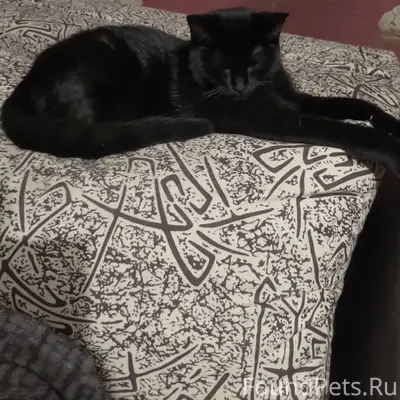 Пропала кошка в 4 микрорайоне ...