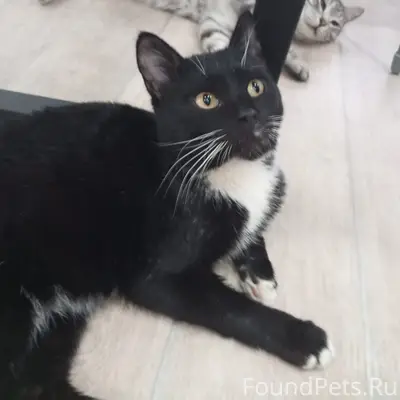 Пропал кот, зовут Кузя Район: ...