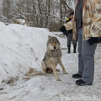 НАЙДЕНА СОБАКА - АКТИВНАЯ, НЕ ...