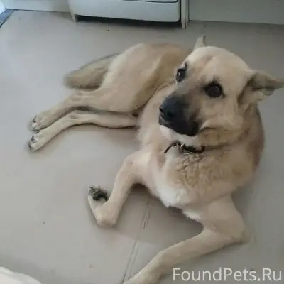 🆘 🆘 🆘Пропала собака,11 января....