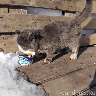 Клястицкое. Чья кошечка? С обе...