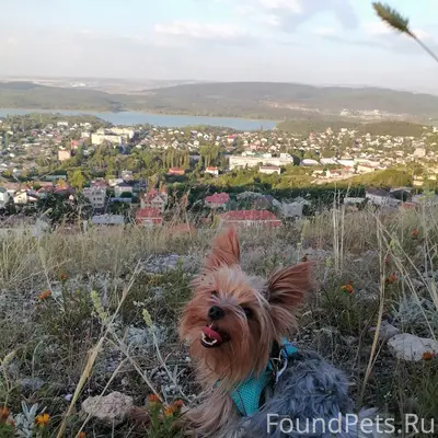 Добрый день, 11 января убежал ...