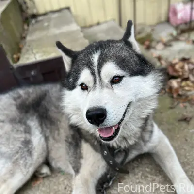 Добрый день. Пропал пёс в райо...