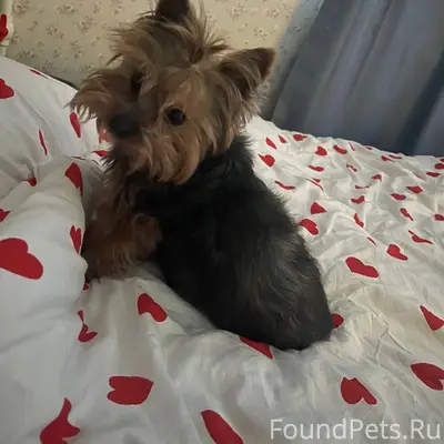 #пропало Сегодня около 13:00 в...