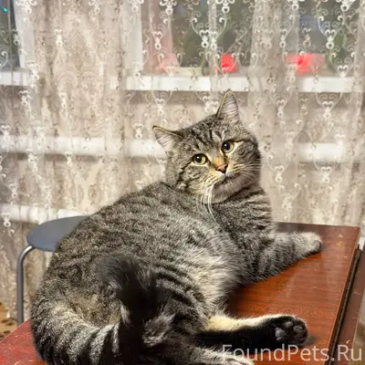 Пропал кот, кличка Барсик. Мож...