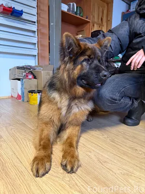 Убежала собака, зовут Балу. +7...