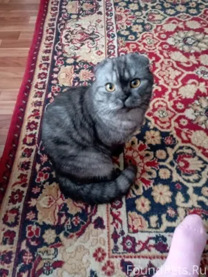 Пропал молодой домашний кот по...