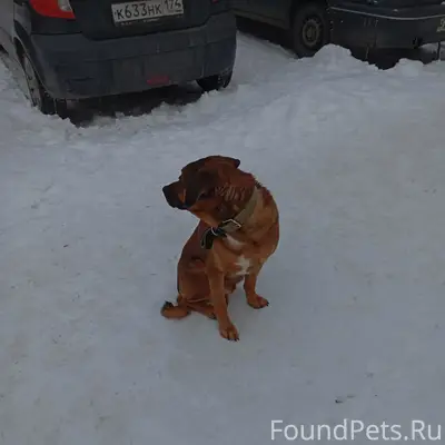 Потерялась собака, с ошейником...