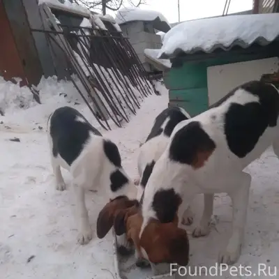 Пропала охотничья собака.( на ...