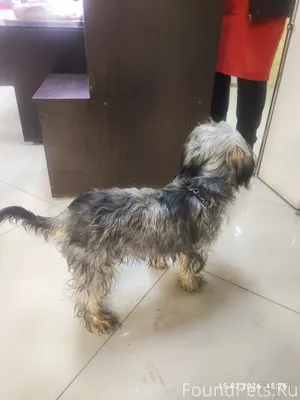 Найлена собака. Сегодня, ориен...