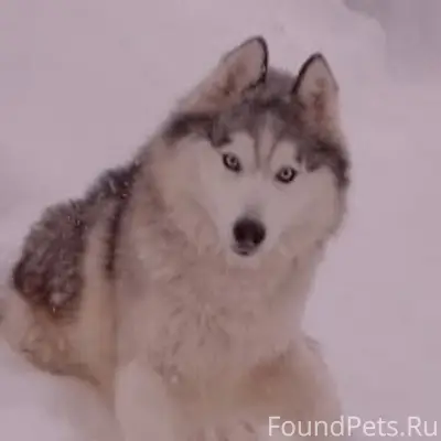 Пропала собака,порода хаски,кл...
